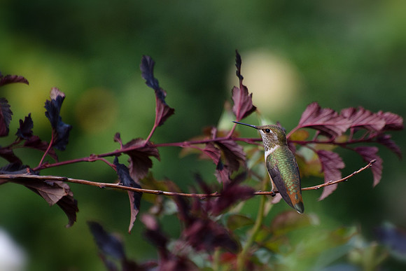 Rufous Hummingbird