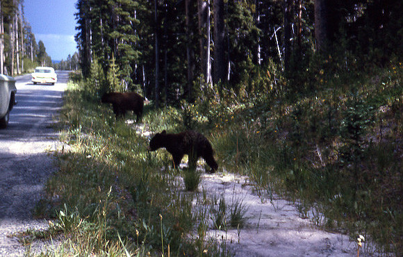 Yellowstone Bear