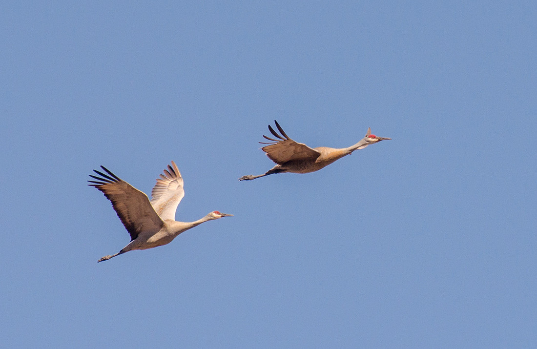 Sandhill Crane