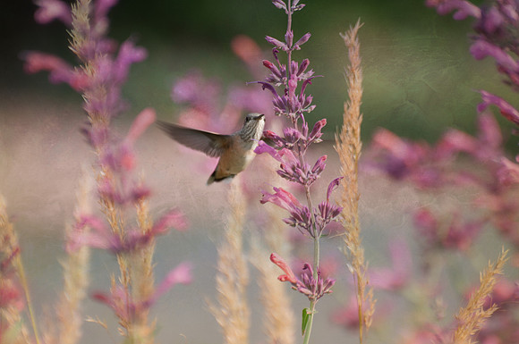 Rufous Hummingbird