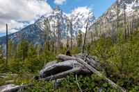 Marmot at Cottowood Creek