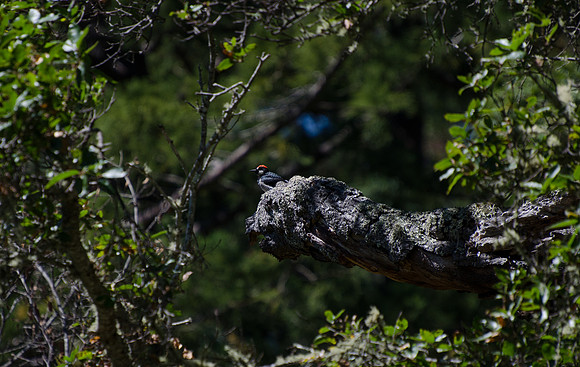 Acorn Woodpecker