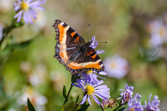 Milbert's tortoiseshell