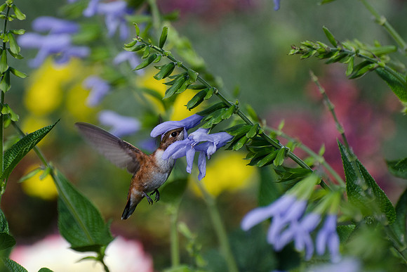 Rufous Hummingbird